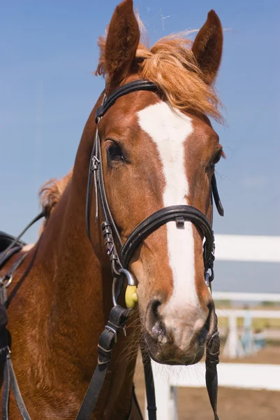 スポーツの馬の頭 — ストック写真