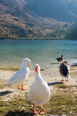 Geese on the lake clipart