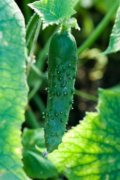 stock image Cucumber