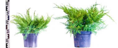 Junipers in a pot on a white background clipart