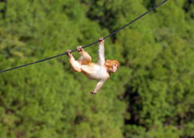 Hanging monkey clipart