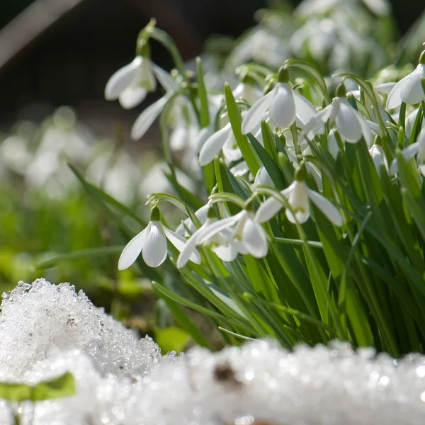 Caída de nieve floreciendo en primavera —  Fotos de Stock
