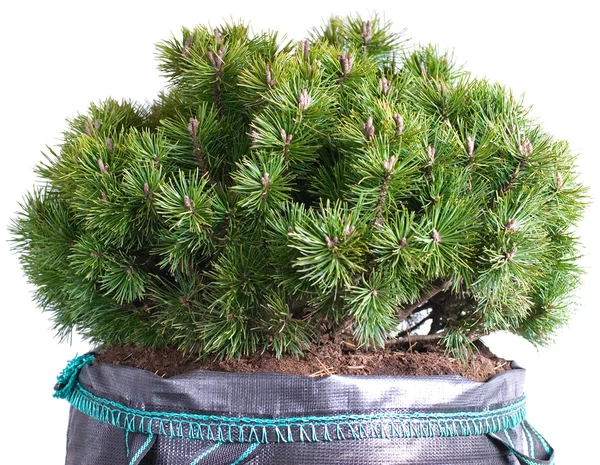 Dwarf mountain pine isolerad på en vit — Stockfoto
