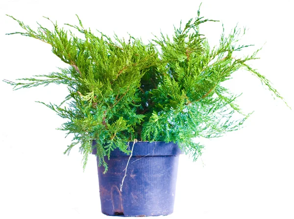 Juniper on a white background Stock Photo