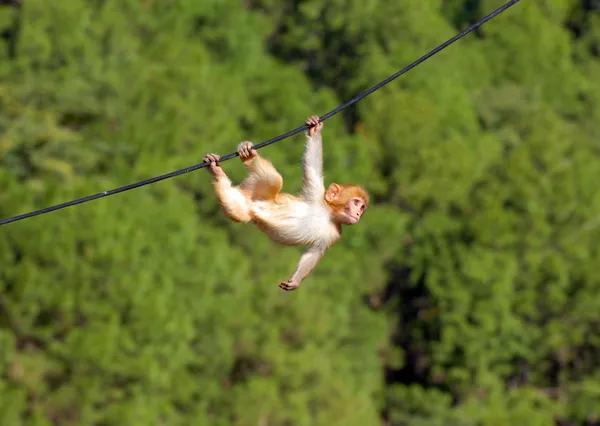 Macaco pendurado Fotografias De Stock Royalty-Free