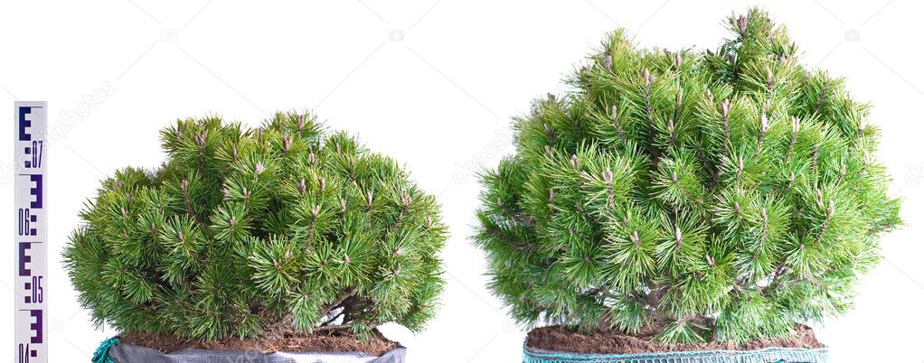 Two dwarf mountain pine