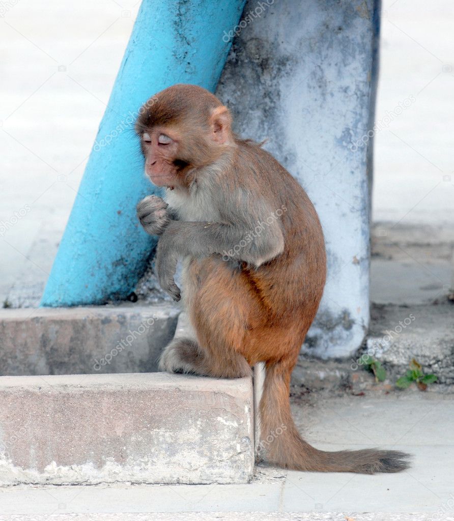 Sitting monkey