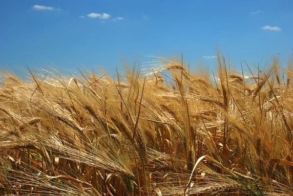 Gebied van tarwe over blauwe hemel — Stockfoto