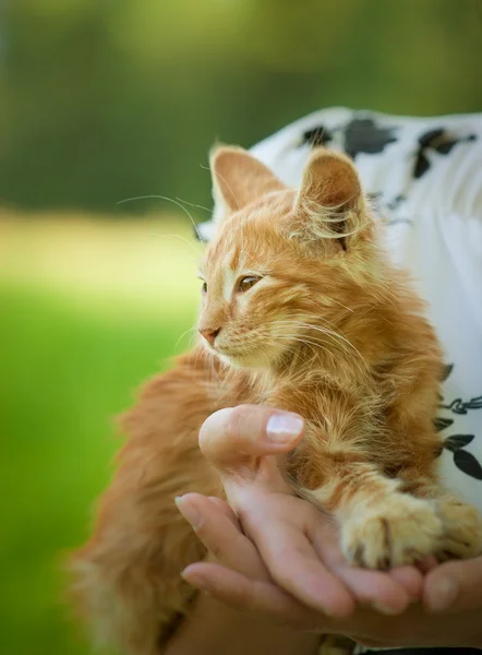 작은 솜 털 고양이 — 스톡 사진