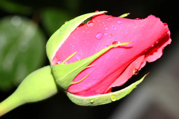 Τριαντάφυλλο μπουμπούκι — Φωτογραφία Αρχείου