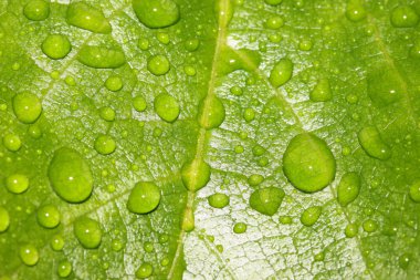 Leaf with rain drops clipart