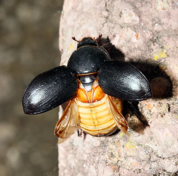 Beatle escaravelho — Fotografia de Stock