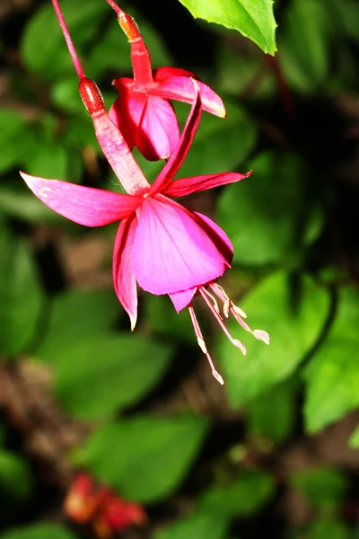 Fuschia virág 5 — Stock Fotó