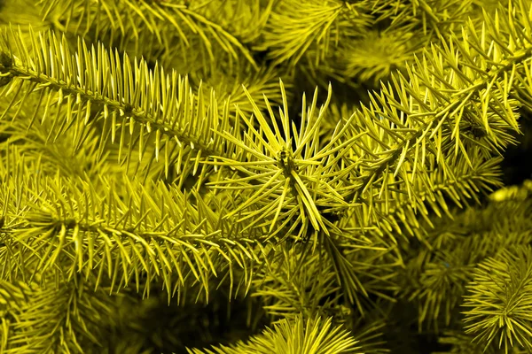Žluté borovice — Stock fotografie