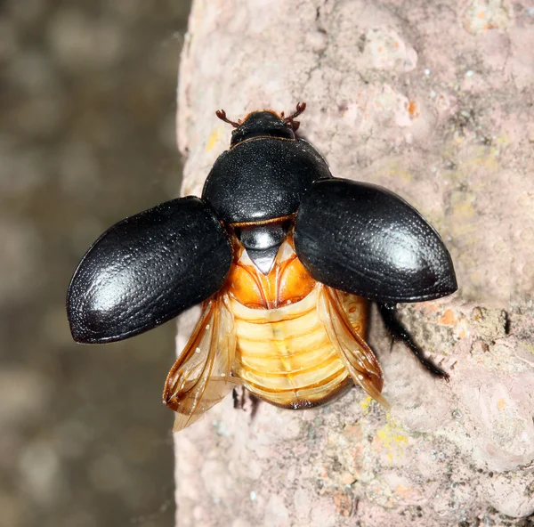 Bokböceği beatle — Stok fotoğraf