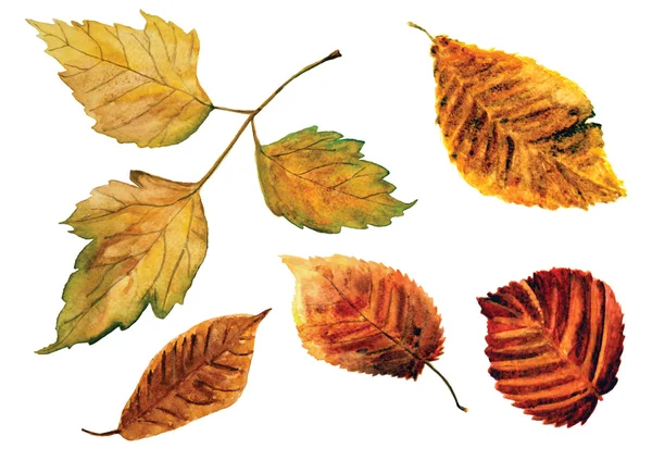 Belle foglie di autunno di colore dell'acqua — Foto Stock