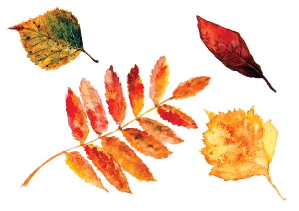 Красивые осенние листья акварели — стоковое фото