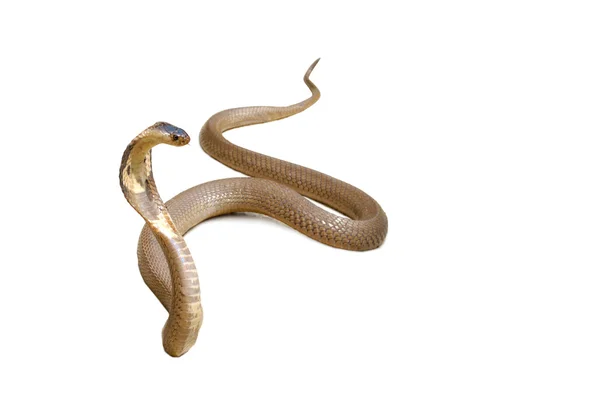 Κόμπρα φίδι Εικόνα Αρχείου