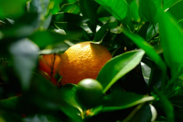 Stock image Ripe Orange Fruits Between Green leaves