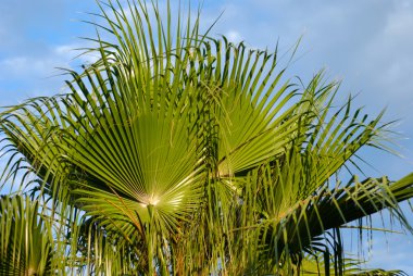 Palmiye dalları