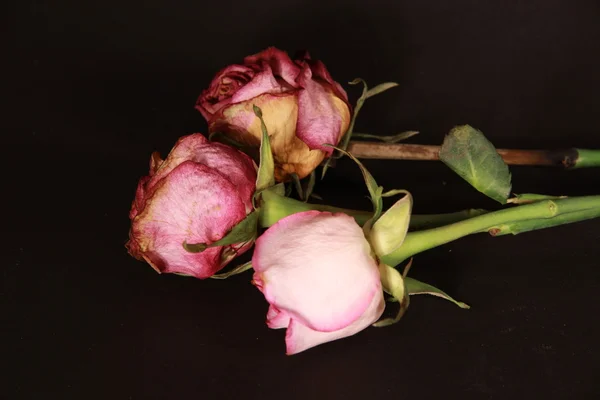 Verschoten roze bloemen Stockafbeelding