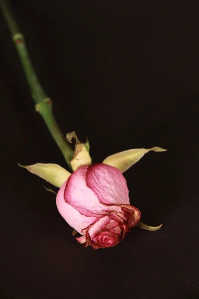 ピンクの花を色あせた ロイヤリティフリーのストック画像