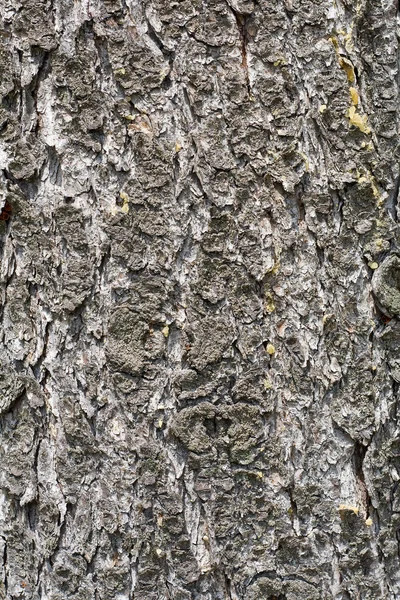 背景には「古い松木の樹皮" — ストック写真