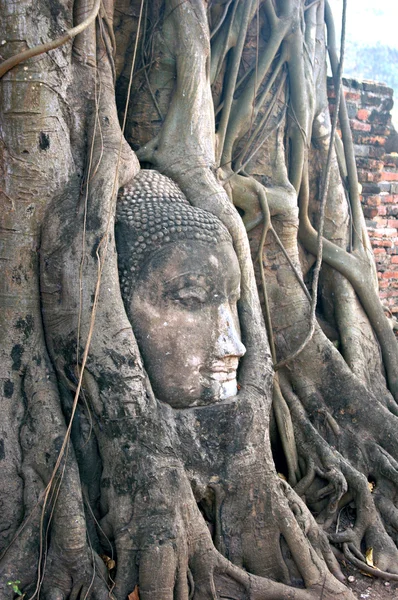Buda kafa — Stok fotoğraf