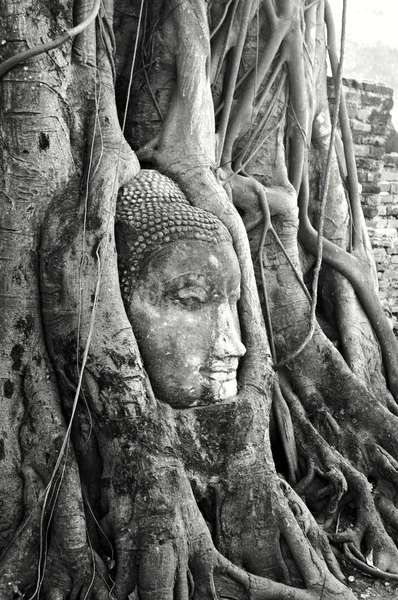 Cabeça de Buda — Fotografia de Stock