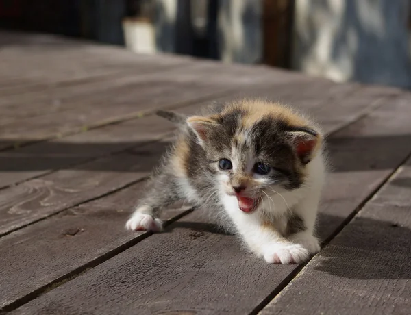 Screaming kitten — Stock Photo, Image