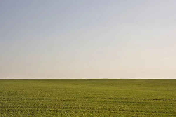 stock image Green filed and blue sky