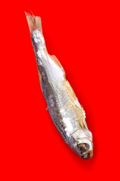 Сухая рыба на красном фоне — стоковое фото
