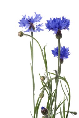 Beyaz arkaplanda mavi çiçek