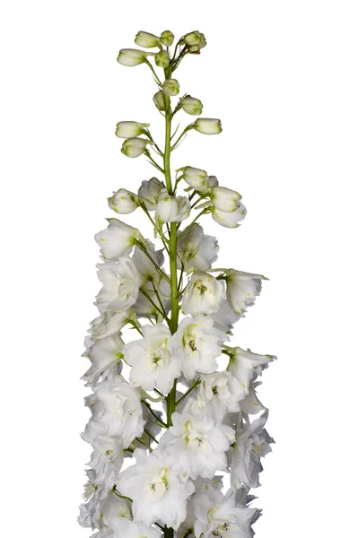Zahradní bílé květy — Stock fotografie