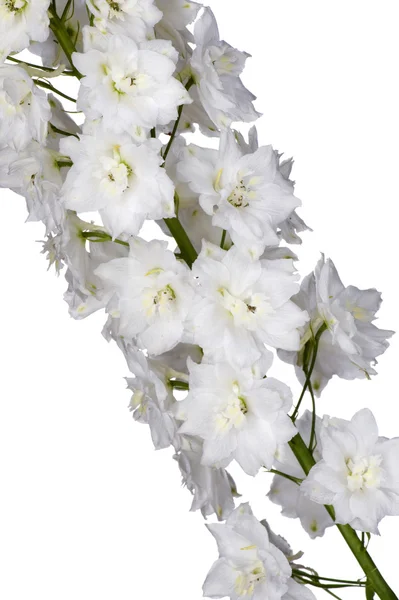 Garden white flowers macro — Stock Photo, Image