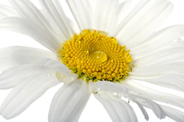 Flores blancas macro —  Fotos de Stock