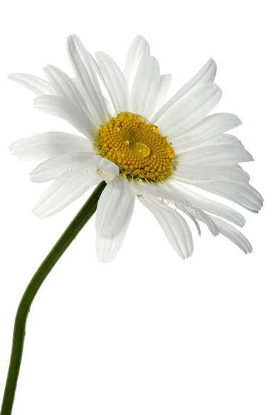 Flores blancas en blanco de cerca —  Fotos de Stock
