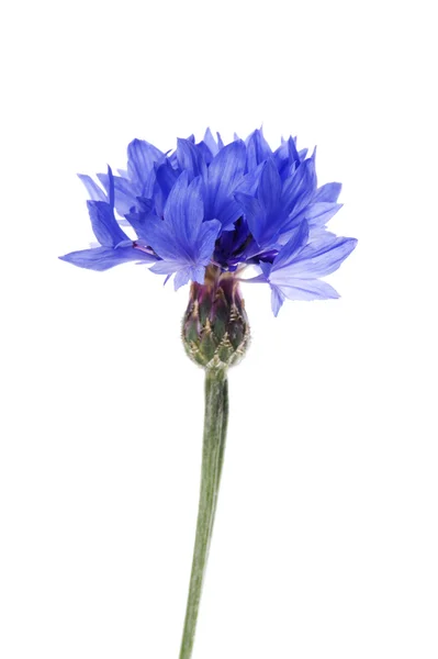 Bunga cornflower biru — Stok Foto