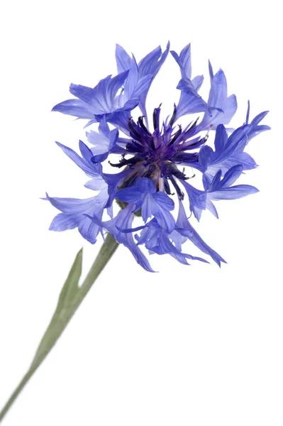 Blue cornflower close up — Stok Foto