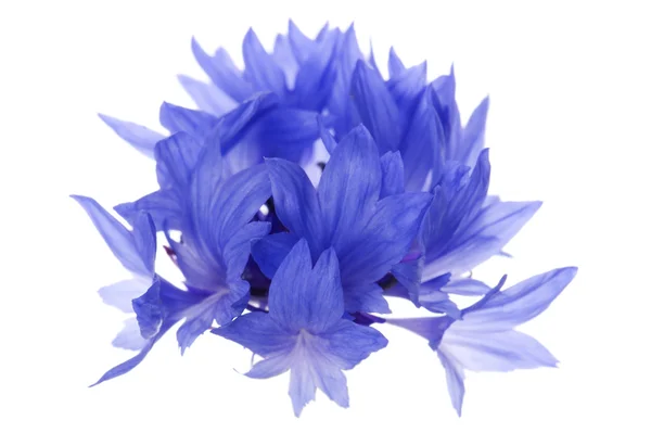 Makro bunga jagung biru — Stok Foto