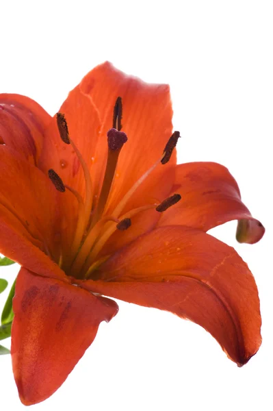 Rode lily macro — Stockfoto