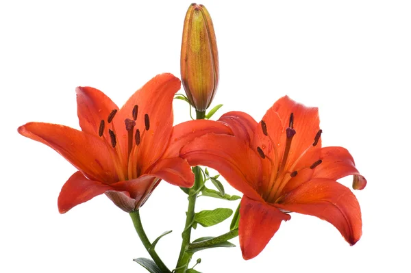 Red lily on white — Stock Photo, Image