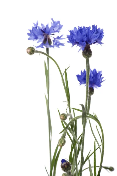 Flor de milho azul no fundo branco Imagem De Stock