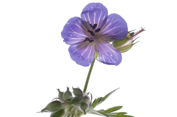 Makró Dekoratív virág — Stock Fotó