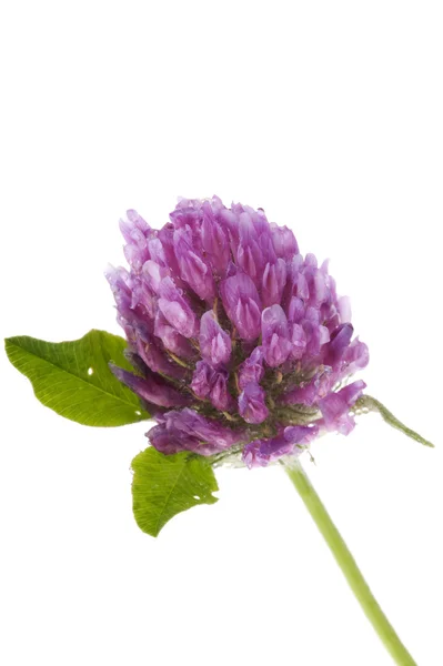 Decorative flower — Stock Photo, Image