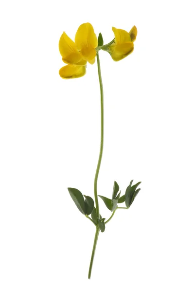 Ozdobny kwiat bliska — Zdjęcie stockowe