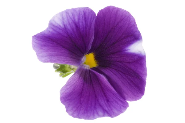 Dekorativní květina makro — Stock fotografie