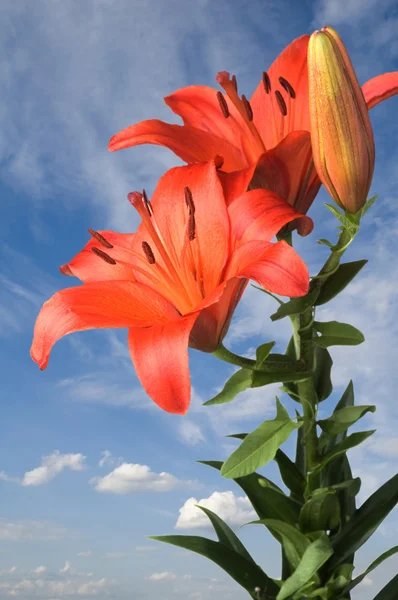 Lily on blue sky — Stock Photo, Image
