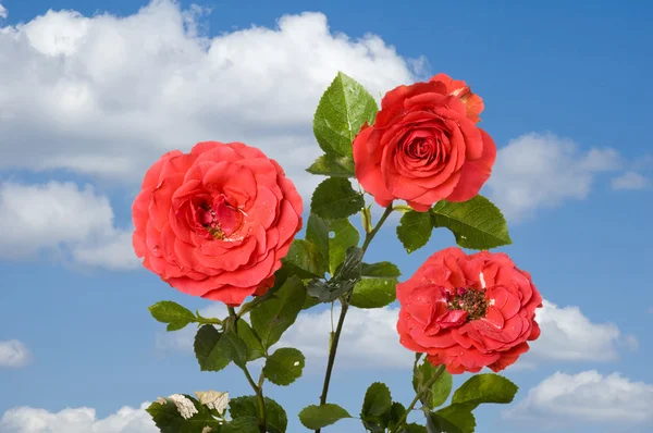Róża na błękitne niebo — Zdjęcie stockowe