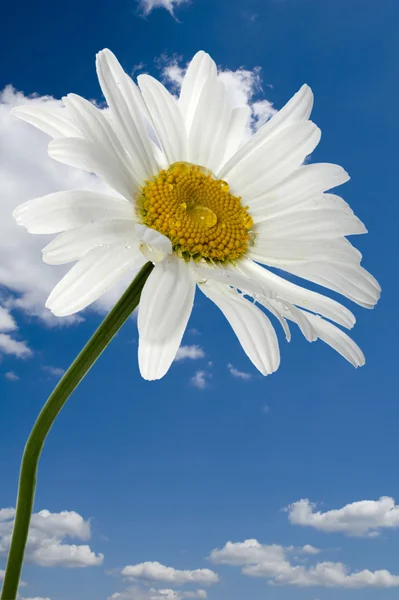 Flowers macro on blue sky — Stock Photo, Image